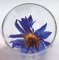 Nymphaea Tetragona Blue Lotus Blossom Flower Tea